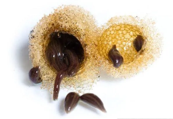 Baby Leech 40-Pack