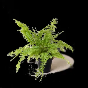 Boston Fern 3.5 Inch Pot