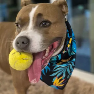 Jungle Fever - Dog Bandana
